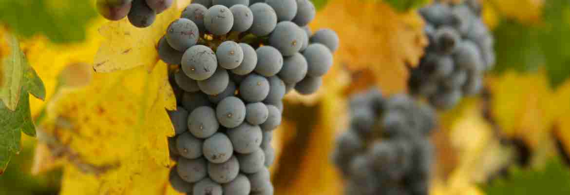 Best 5 Wine Tours to enjoy Autumn in Tuscany