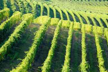 Gourmet Chianti Tour with Wine Tasting and Tuscan Lunch